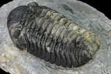 Austerops Trilobite - Visible Eye Facets #171534-3